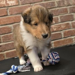 Girl 1 - female Collie puppy in Temple, Pennsylvania from Rimma's Collies