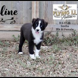 Celine - Black female Miniature Australian Shepherd puppy in Madisonville, Texas from Flying LL Aussies