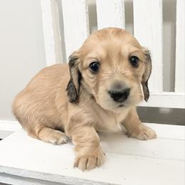 Aurora 4000 - Cream female Dachshund puppy in Sylvania, Alabama from Yancey’s Doxies