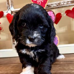 Denver - Black and white male Cockapoo puppy in Richton, Mississippi from Magnolia Hill Doodles