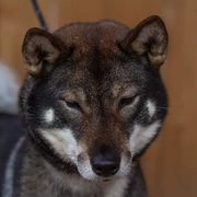 Dori - Shikoku