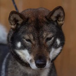 Dori - Shikoku