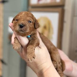 Sweet Potato - Red  female Goldendoodle puppy in Wharton, Texas from Little Fur Friends