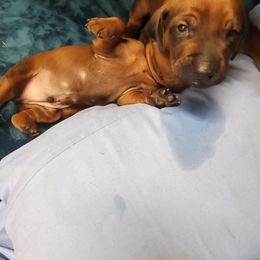 Redbone Coonhound Puppies from Dark Trail Redbones