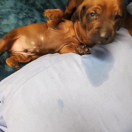 Redbone Coonhound Puppies from Dark Trail Redbones