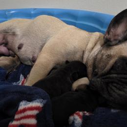 French Bulldogs from Ana Nix