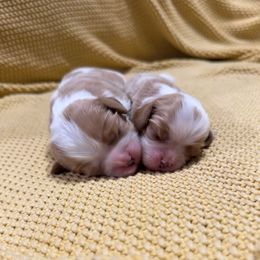 AKC- Girl 1 (Blenheim Colored) - Blenheim female Cavalier King Charles Spaniel puppy in Raymondville, Missouri from Puppy PlayPen