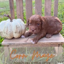 Corn Maze - Red  male Goldendoodle puppy in Nacogdoches, Texas from Designer Doodles