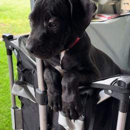 American Bully Puppies from TEXAS BULLY FAMILY