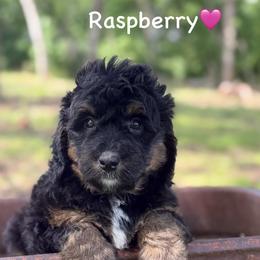 Raspberry - Phantom female Bernedoodle puppy in Lancaster, Minnesota from Richardville Hunde