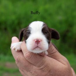 Buffy - Liver and white female English Springer Spaniel puppy in Manchester, Kentucky from Appalachian Kennels