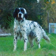 English Setters from Roos Farms English Setters