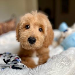 Mikey - Apricot male Australian Labradoodle puppy in San Antonio, Texas from I Love U Back Labradoodles, LLC