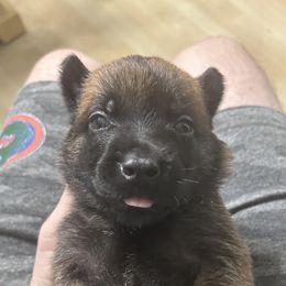 Belgian Malinois Puppies from Mike Maas' working dogs