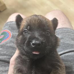 Belgian Malinois Puppies from Mike Maas' working dogs