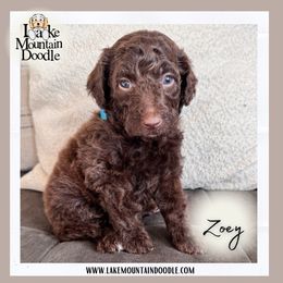 Zoey - Chocolate female Double Doodle puppy in Eagle Mountain, Utah from Lake Mountain Doodle