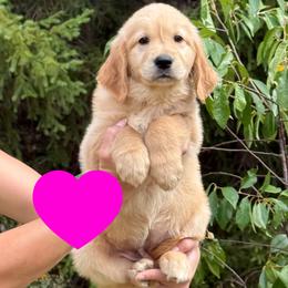 Eleanor (Dark Pink) - Golden female Golden Retriever puppy in Cadillac, Michigan from K & M Golden Retrievers