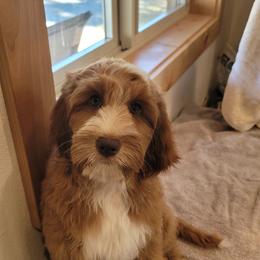 Australian Labradoodle Puppies from Country Morning Labradoodles