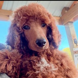 Mason - Apricot male Poodle puppy in Greenwich, New York from MizzElle’s Standard Poodles