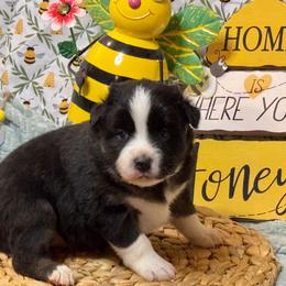 Feather - Black tri-color female Australian Shepherd puppy in California from Eagle River Aussies
