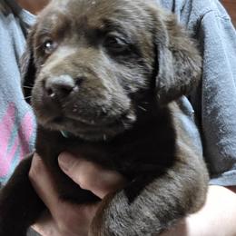 Chocolate Male 2 - Chocolate male Labrador Retriever puppy in Andrews, South Carolina from Leyland Cypress Retrievers