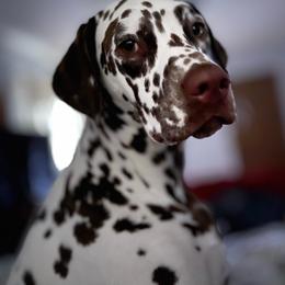 Dalmatian All Grown Up from Rosais Acres LLC