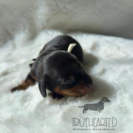 Chandler - Black and tan male Dachshund puppy in Royse City, Texas from Truehearted Miniature Dachshunds