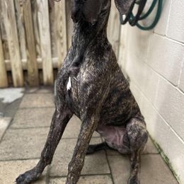 Great Dane All Grown Up from High Point Mountain Danes