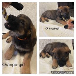 German Shepherd Puppies from Georgene German Shepherds