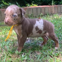 Yellow collar female - Red merle female Catahoula Leopard Dog puppy in Gadsden, Alabama from Rich Cat’s