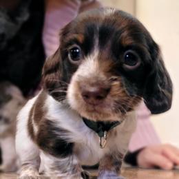 Wynne (Oakley) - Piebald male Dachshund puppy in Castalia, North Carolina from Short Stuff Doxies
