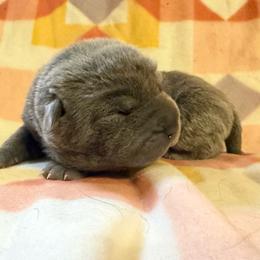 Pancake - Blue male Chinese Shar-Pei puppy in Lenoir, North Carolina from Peitato Chips
