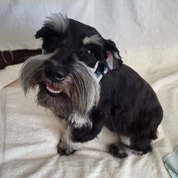 Moxie - Miniature Schnauzer