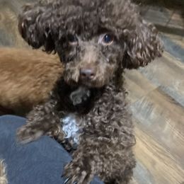 Poodle Puppies from Tiny Red Toy Poodles
