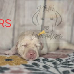 Peter - Yellow male Labrador Retriever puppy in Rogue River, Oregon from PNW Labradors