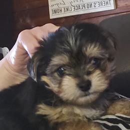 Maltese, Morkies, and Yorkshire Terriers from PBJ Farms