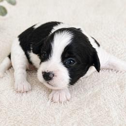 Koda - Black and white male Mal-Shi puppy in Tampa Bay, Florida from Woodpecker Ridge Pups