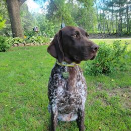 German Shorthaired Pointers from Susan's German Shorthaired Pointers