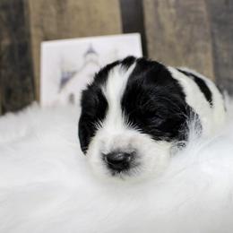 Asher - Black and white male English Springer Spaniel puppy in Winchester, Kentucky from Hidden Springs Farm