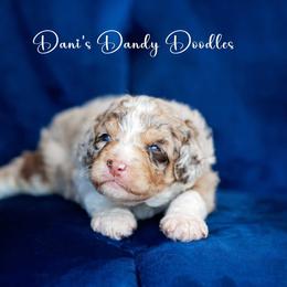 Aussiedoodle Puppies from Dani's Dandy Doodles