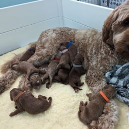 Margo - Goldendoodle