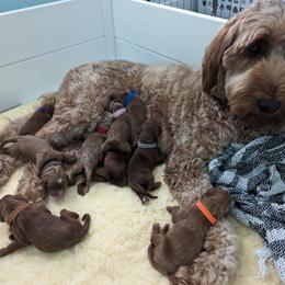 Margo - Goldendoodle