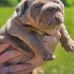 Bulldog, Doberman Pinscher, and French Bulldog Puppies from Snapp Valley Bulldogs