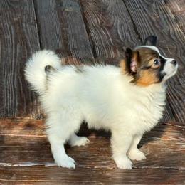 Dot - White and sable female Papillon puppy in Benton, Arkansas from Mama's Pride