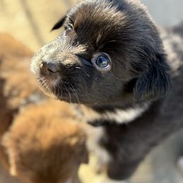 Girl 1 - female Australian Shepherd puppy in Murrieta, California from So Fetch Aussies