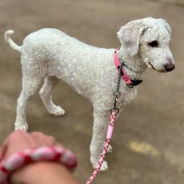 Lightening McQueen - Goldendoodle