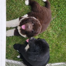 Newfoundland Puppies from Tonka Bay Newfoundlands