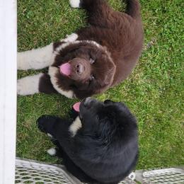 Newfoundland Puppies from Tonka Bay Newfoundlands