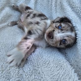 Ghost - Red merle male Miniature American Shepherd puppy in Austin, Texas from ATX Mini Aussies