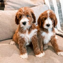 Goldendoodle Puppies from Ritzy Creek Doodles